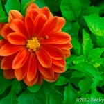 Chrysanthemum