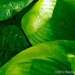 Hosta Leaves