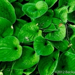 Hosta Leaves