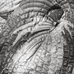 Hosta Leaf