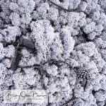 Cool Lichen