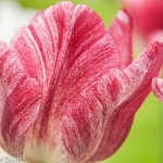 Tulip, Castle Garden, Nuremburg, Germany