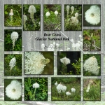 Bear Grass Collage