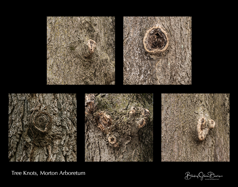 Tree Knots Collage