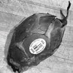dragonfruit_IMG_2688