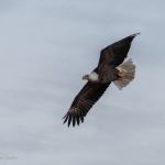 BDavis_Eagle21