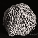 Savoy Cabbage