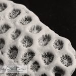 Fossilized Coral