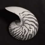 Nautilus 01b