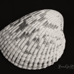 Clam Shell