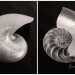 Nautilus 02 Diptych