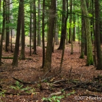 Old Growth
