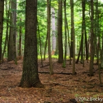 Old Growth