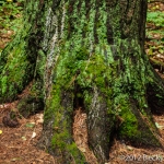 Old Moss-Covered Tree