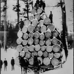 White Pine Logging During "Green gold" Rush