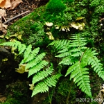 Michigan Fern