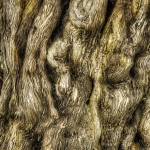 Cedar Bark, Beijing