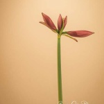 Amaryllis Buds