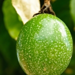 Fruit of the Vine