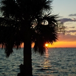 Palm Sunset