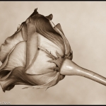 Red, Red Rose