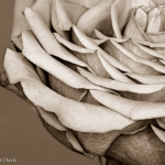 Magenta Rose