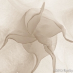 Balloon Flower