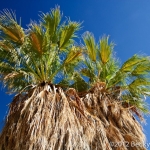 Palms