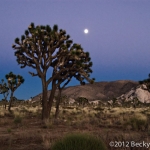 Joshua tree by Moonlight
