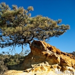 Torrey Pine