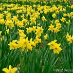 Daffodils