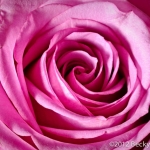 Magenta Rose