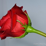 Red, Red Rose