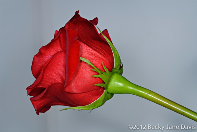Red, Red Rose