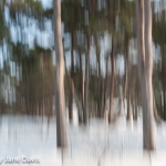 Woodland - Oaks and Pines