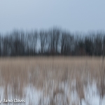 Tree View from Grassland