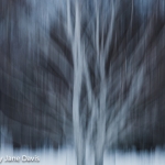 Impression of a Birch