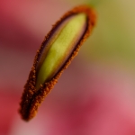 Stamen