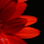 Red Flower