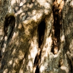 Sant-Antimo-olive-tree