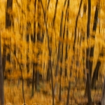 MortonArb_01