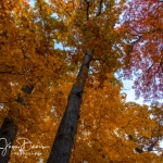 MortonArb_02