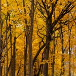 MortonArb_03