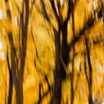 MortonArb_04