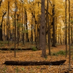 MortonArb_05