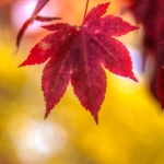 MortonArb_06
