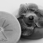 Persimmon-blackandwhite