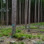 pines-0059