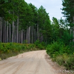 pines-0060