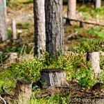 pines-0061